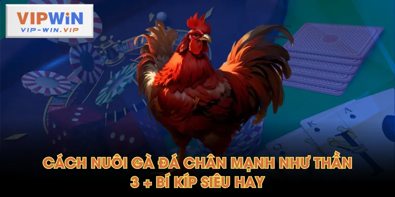 Cách nuôi gà đá chân mạnh