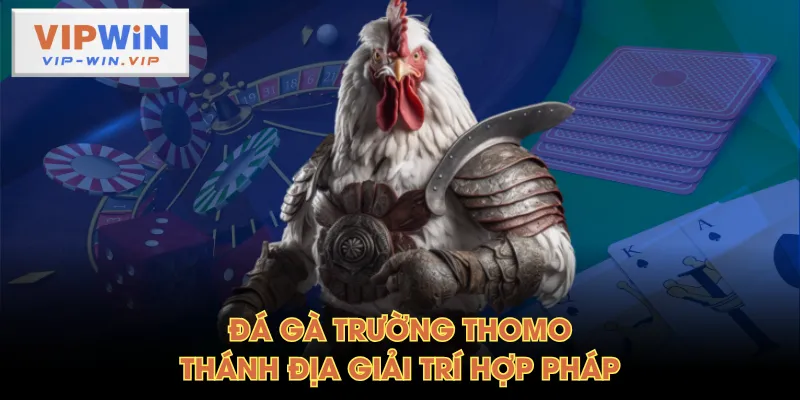 Đá gà trường Thomo - Thánh địa giải trí hợp pháp
